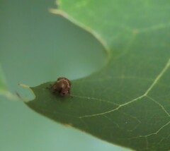 Clastoptera obtusa