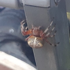 Araneus