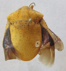 Scutelleridae