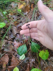 Pyrola americana