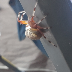 Araneus