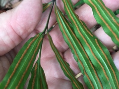 Taenitis blechnoides