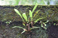 Leptochilus wrightii