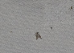 Acentria ephemerella