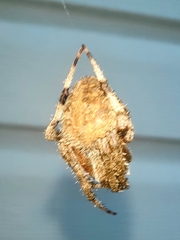 Neoscona crucifera
