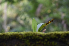 Leptochilus wrightii