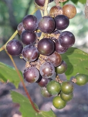 Vitis palmata