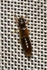 Bledius