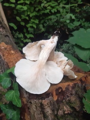 Pleurotus cornucopiae