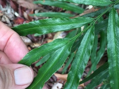 Taenitis blechnoides