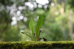 Leptochilus wrightii