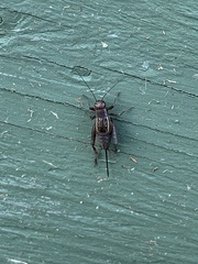 Allonemobius fasciatus