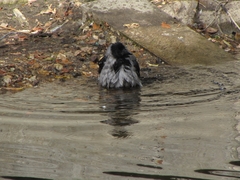 Corvus cornix