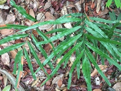 Taenitis blechnoides