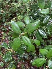 Quercus ilex