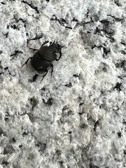 Onthophagus hecate