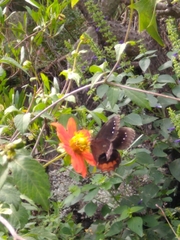 Gyrocheilus patrobas