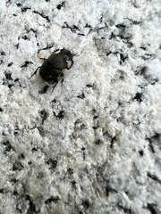 Onthophagus hecate