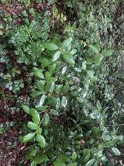 Quercus ilex