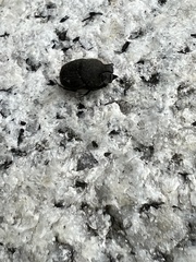 Onthophagus hecate