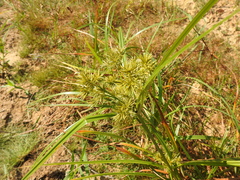 Cyperus odoratus