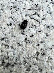 Onthophagus hecate