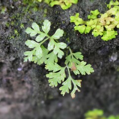 Anogramma leptophylla