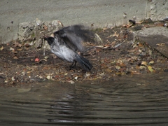 Corvus cornix