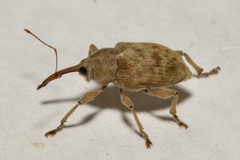 Curculio elephas