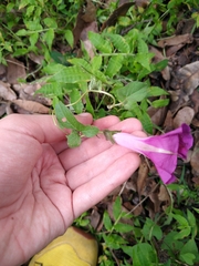 Ipomoea decasperma