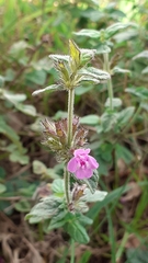 Clinopodium vulgare