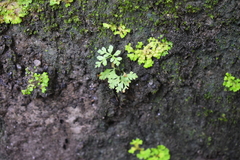 Anogramma leptophylla