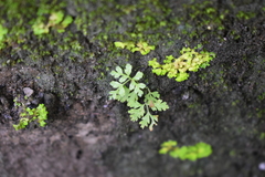 Anogramma leptophylla