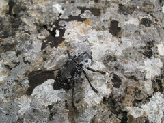 Capnodis cariosa