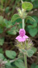 Clinopodium vulgare