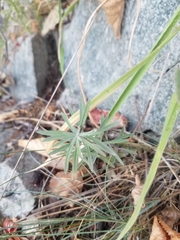 Linaria purpurea