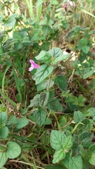 Clinopodium vulgare