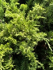 Juniperus horizontalis