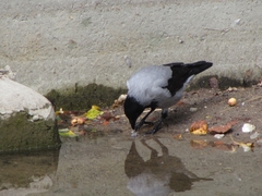 Corvus cornix