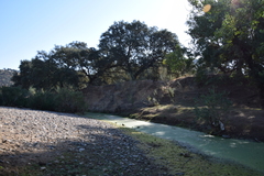 Quercus rotundifolia