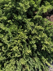 Juniperus horizontalis