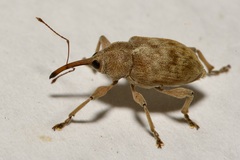 Curculio elephas