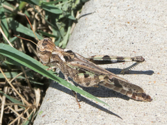 Encoptolophus costalis