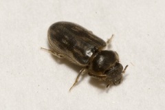 Heterocerus fenestratus