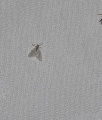 Acentria ephemerella