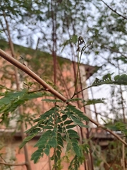 Leucaena leucocephala