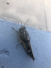 Leprus