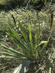 Plantago macrocarpa
