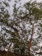 Leucaena leucocephala