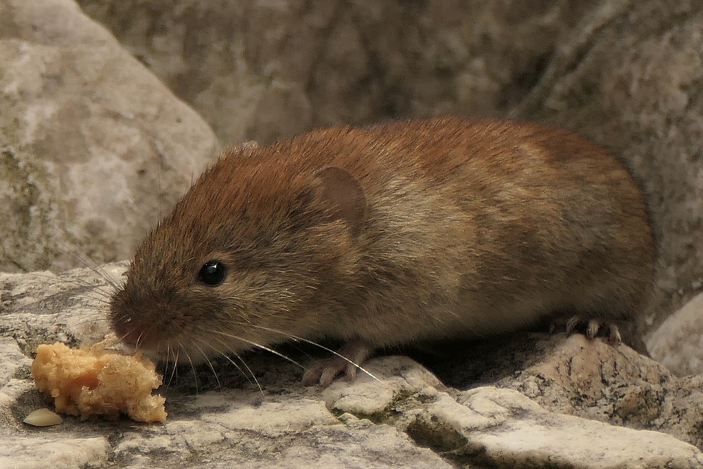 Southern Red-backed Vole From Hawk Mt No Lookout Schuylkill County, PA ...